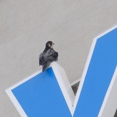 Falco peregrinus