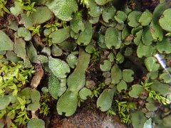 Targionia hypophylla