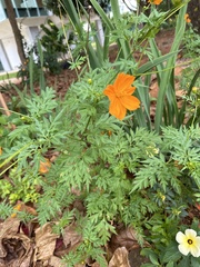 Cosmos sulphureus