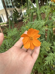 Cosmos sulphureus