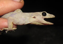 Hemidactylus flaviviridis