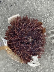 Lytechinus variegatus