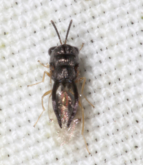 Eucharitidae