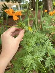 Cosmos sulphureus