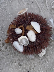 Lytechinus variegatus