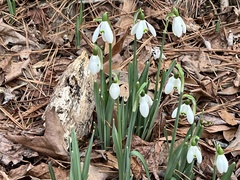 Galanthus nivalis