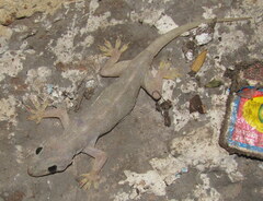 Hemidactylus flaviviridis