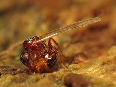 Aphaenogaster fulva