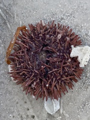 Lytechinus variegatus