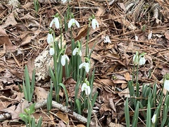 Galanthus nivalis