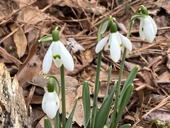 Galanthus nivalis