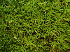 Trichostomum brachydontium