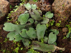 Targionia hypophylla