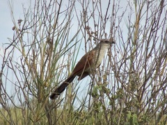 Centropus superciliosus