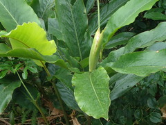 Alpinia uraiensis