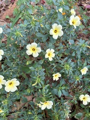 Turnera subulata