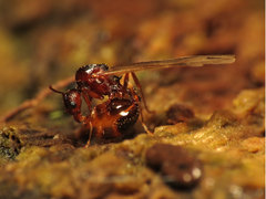 Aphaenogaster fulva