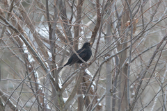 Turdus merula