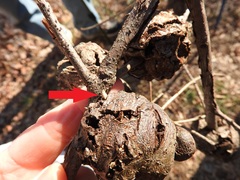 Callirhytis quercuscornigera