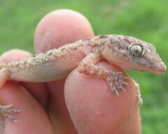 Hemidactylus kushmorensis