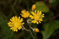Pilosella caespitosa