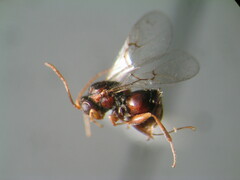 Andricus foliaformis