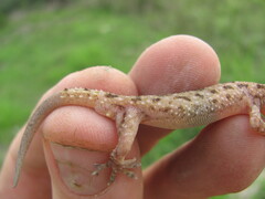 Hemidactylus kushmorensis