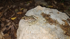 Lithobates brownorum