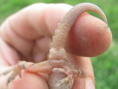 Hemidactylus kushmorensis