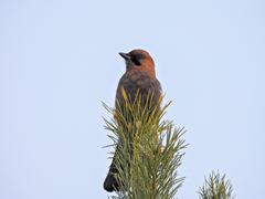 Garrulus glandarius brandtii