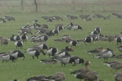 Branta ruficollis