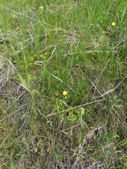 Ranunculus auricomus