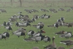 Branta ruficollis