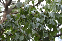 Prunus serrulata