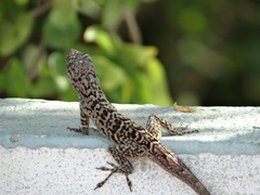Anolis bonairensis