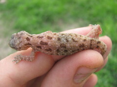 Hemidactylus kushmorensis