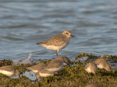 Pluvialis squatarola