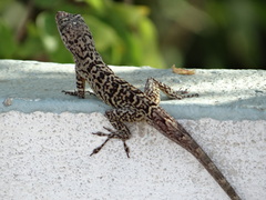 Anolis bonairensis