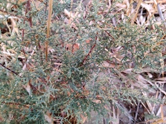 Kalidium foliatum