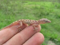Hemidactylus kushmorensis