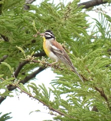 Emberiza flaviventris