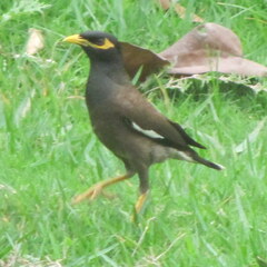 Acridotheres tristis
