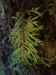 Thamnobryum alopecurum