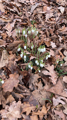 Galanthus nivalis