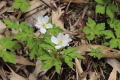 Anemone cathayensis