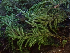 Thamnobryum alopecurum