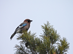 Garrulus glandarius brandtii