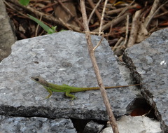Anolidae