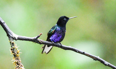 Boissonneaua jardini