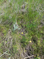 Ranunculus auricomus